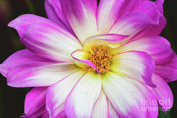 Wall Art featuring the photograph Pretty In Pink by Abigail Diane Photography