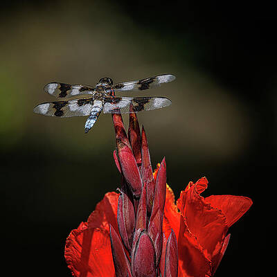 Flower Photograph - Pretty Perch by Tim Lyden