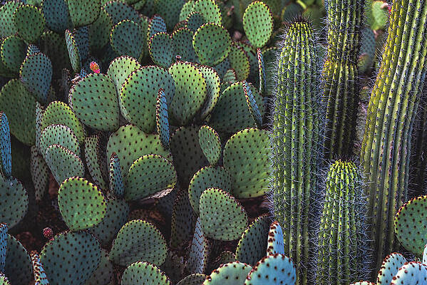 Beautiful Photograph - Prickly Pear And Organ Pipe Cactus, Arizona by Abbie Warnock