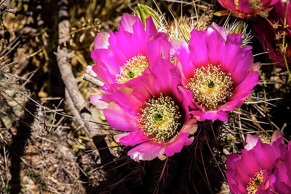 Desert Photograph - Prickly Pear Cactus Flowers by Craig A Walker