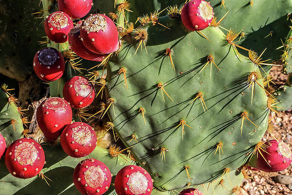 Desert Wall Art featuring the photograph Prickly Pear Fruit by Dawn Richards