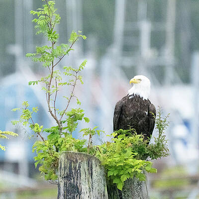 Wall Art featuring the photograph Everest - Pride by Harry Banks