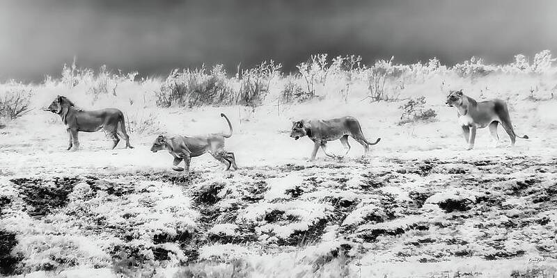 Pride of Lions in Grayscale Digital Art