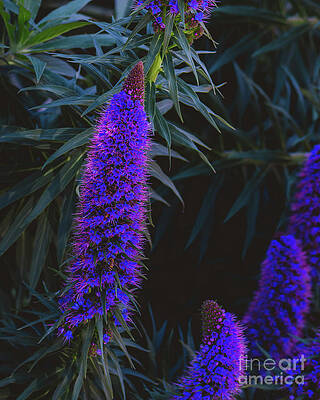 Garden Photograph - Pride Of Madeira by Abigail Diane Photography