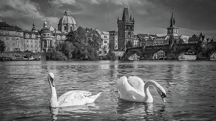 Swans by the Prague River Photograph