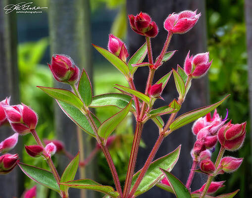Vibrant Photograph - Princess Flower Buds by Joe Fisher
