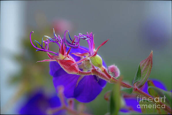 Flower Wall Art featuring the photograph Princess Flower by Helo Art