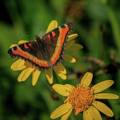Flower Photograph - Prismatic Beauty by Tim Lyden