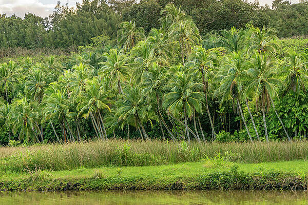 Hawaii Wall Art featuring the photograph Private Palm Tree Garden by Nancy Gleason