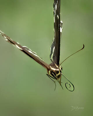 Nature Photograph - Proboscis #6090 by Dan Beauvais