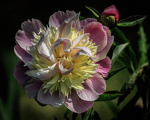 Flower Photograph - Profusion Of Petals by Tim Lyden