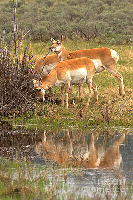 Wilderness Wall Art featuring the photograph Pronghorn Water Reflections by Adam Jewell
