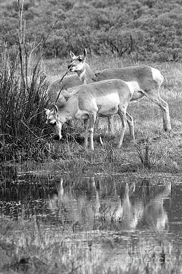 Wilderness Wall Art featuring the photograph Pronghorn Water Reflections Black And White by Adam Jewell