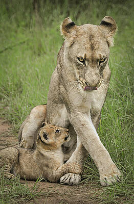 Wall Art featuring the photograph Protective Lioness And Her Young Lion Cub by Rebecca Herranen