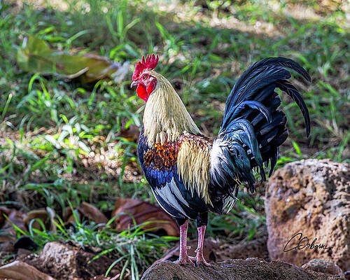 Wall Art featuring the photograph Proud Boy Rooster by Charlie Osborn