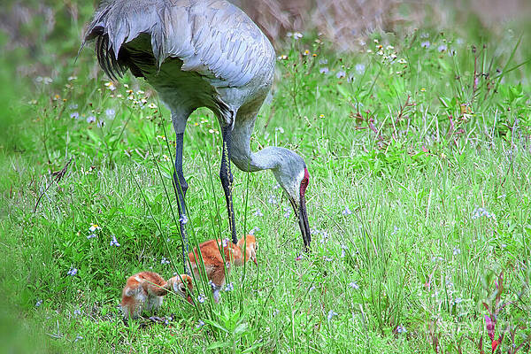 Fl Wall Art featuring the photograph Proud Mama With Newborn Chicks by Mary Lou Chmura