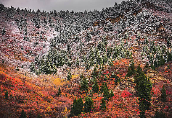 Canyon Photograph - Provo Canyon Fire And Ice, Utah by Abbie Warnock