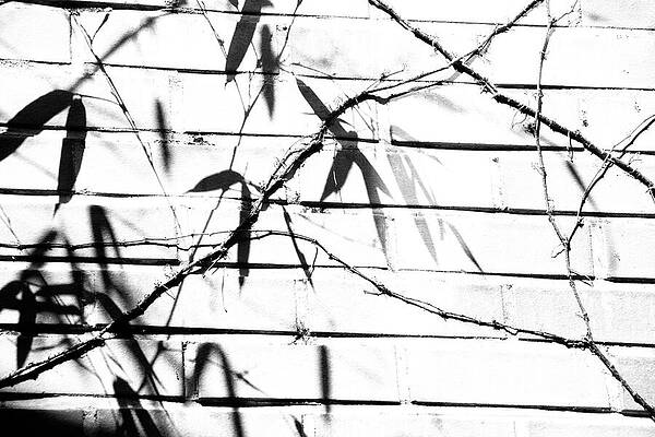 Wall Art featuring the photograph Proximity by Mia Badenhorst