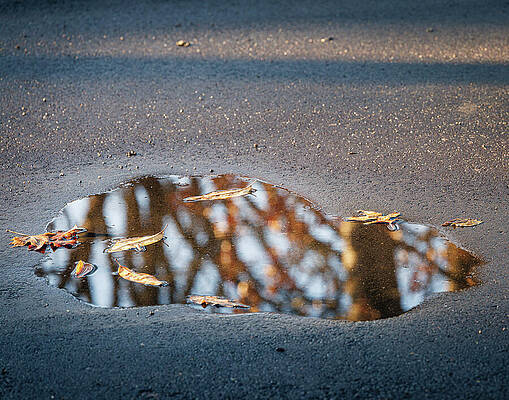Wall Art featuring the photograph Puddle With Reflection by Robert Niemeier