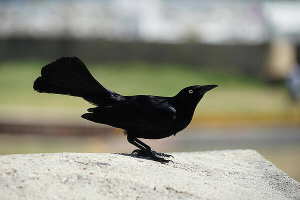 Puerto Rican Machambo by Richard Reeve