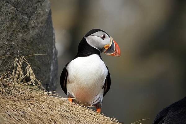 Puffin Photograph - Puffin Pose by Christopher Mathews