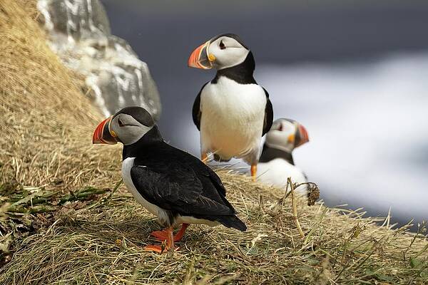 Puffin Photograph - Puffin Pride by Christopher Mathews