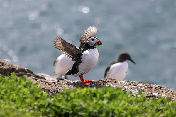 Puffin Spreads Wings on Rocky Shore Wall Art