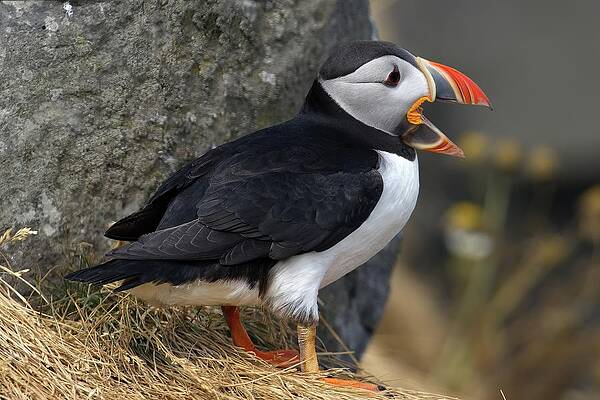 Puffin Photograph - Puffin Song by Christopher Mathews