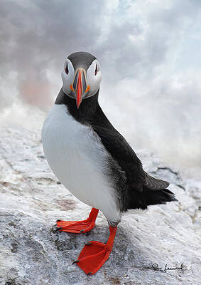 Photograph - Puffin by Sue Leonard