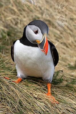 Puffin Photograph - Puffin Walk by Christopher Mathews