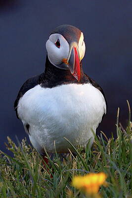 Puffin Photograph - Puffin With Flower #1 by Christopher Mathews