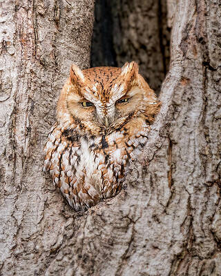 Beautiful Wall Art featuring the photograph Pumpkin by James Overesch