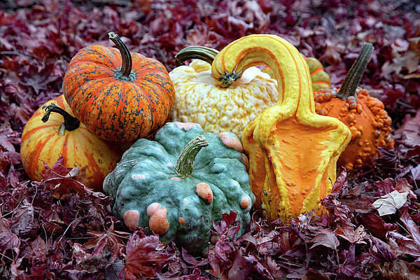 Background Photograph - Pumpkin Party by Gina Fitzhugh