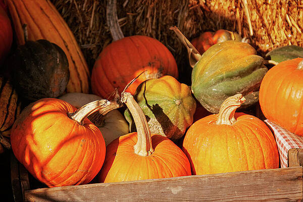 Wall Art featuring the photograph Pumpkins At The Market by Tatiana Travelways