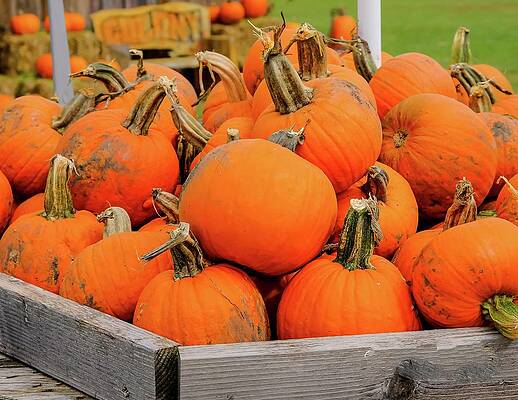 Photograph - Pumpkins Everywhere by Robert Allen Hill