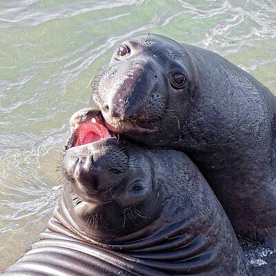 Wildlife Wall Art featuring the photograph Puppy Eyes - Northern Elephant Seal by KJ Swan
