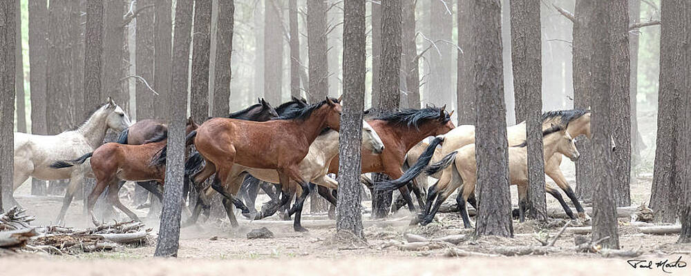 Arizona Photograph - Pure Chaos. by Paul Martin