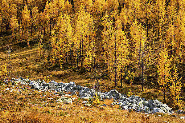 Tree Photograph - Pure Gold by Ursula Abresch