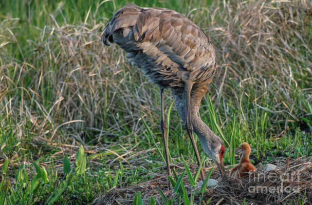 Fl Wall Art featuring the photograph Pure Love 6 Of 12 by Mary Lou Chmura
