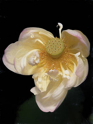 Nature Wall Art featuring the photograph Purity Of A Lotus by Dodie Ross