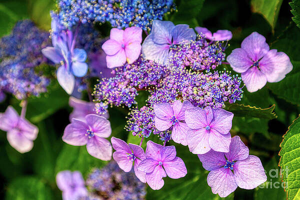 Wall Art featuring the photograph Purple And Pink Hydrangea Flowers by Tatiana Travelways