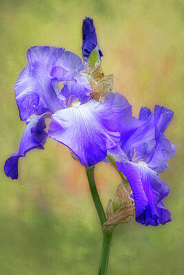Flower Photograph - Purple And White Iris Flower by Susan Candelario