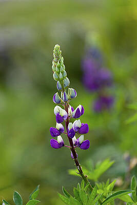 Nature Wall Art featuring the photograph Purple And White Lupine by Mary Jo Allen