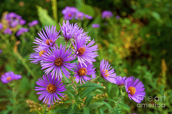 Nature Wall Art featuring the photograph Purple Aster Meadow Blossom_9554 by Mark Triplett