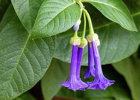 Purple Bell Flowers Among Lush Leaves Wall Art