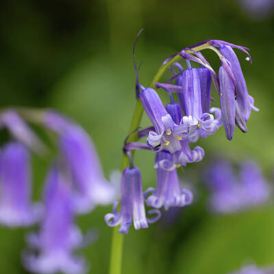 Purple Bluebells in Bloom Wall Art