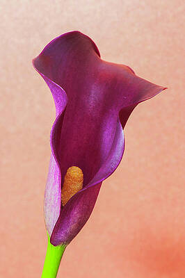 Nature Wall Art featuring the photograph Purple Calla Lily by Michael Collins