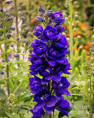 Wall Art featuring the photograph Purple Candle Larkspur Flower by Abigail Diane Photography