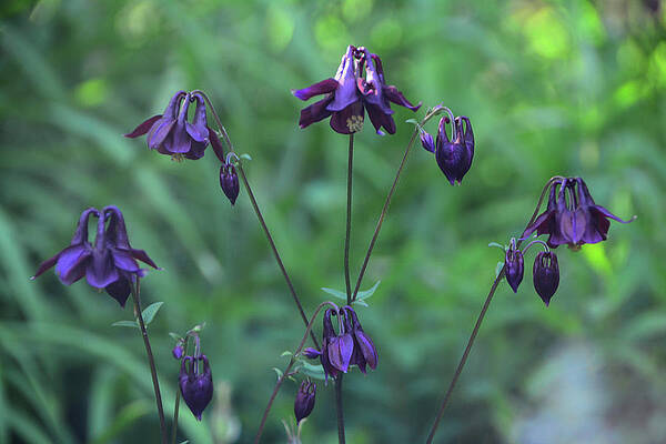 Wall Art featuring the photograph Purple Columbine by Raymond Salani III