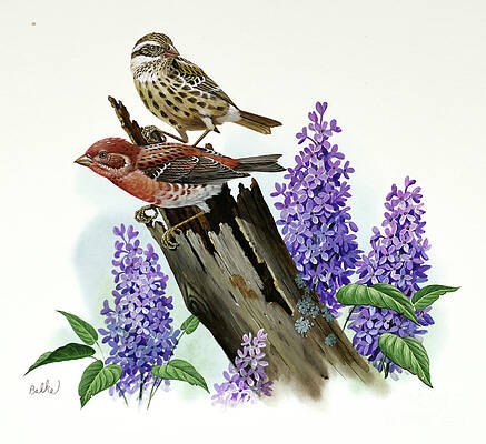 Purple Finch And Lilac Print